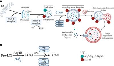 Autophagy and necroptosis in cisplatin-induced acute kidney injury: Recent advances regarding their role and therapeutic potential